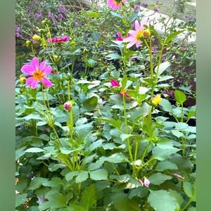 Thank you for visiting my little closet!